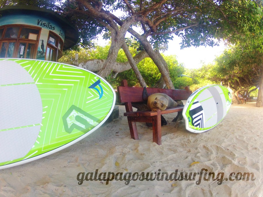 Sea Lion Stand Up Paddle Galapagos